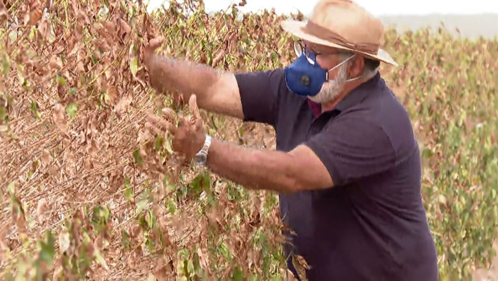 O agricultor Luís Clóvis Gonzaga confirma que poucas flores se abriram, porque as plantas perderam mais água
